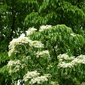 Cornus paucinervis fleur P1C